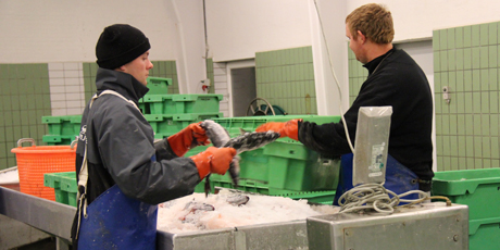 Sortering af fangst på Fiskernes Samlecentral.