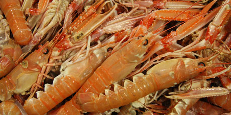 Jomfruhummeres hårde og spidse overflader.