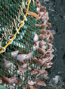 Fisk forsøger at undslippe bagerst i fangstposen