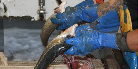 Rensning af fisk ombord på FN-436. Foto: Tove Kajgaard.