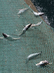 Fiske der har forsøg at undslippe igennem maskerne i standardposen (90mm)
