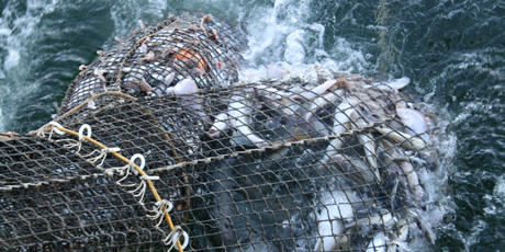 Det vertikaldelte, eksperimentelle redskab under forsøgsfiskeri.