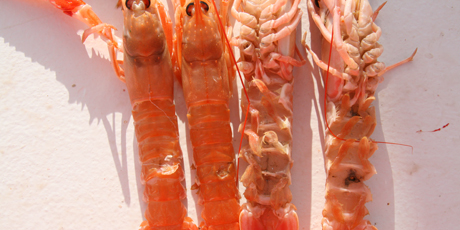 Typiske skader på eksoskelettet hos jomfruhummer.