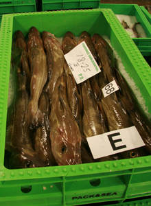Torsk af kvalitetsklasse Ekstra fra standardposen klar til fiskeriauktion